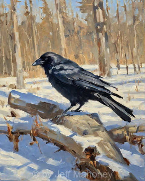 American-Crow-Winter