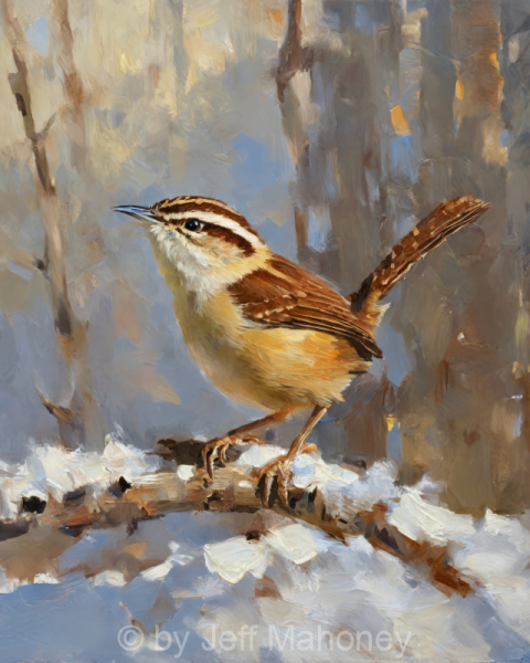 Carolina-Wren-Winter