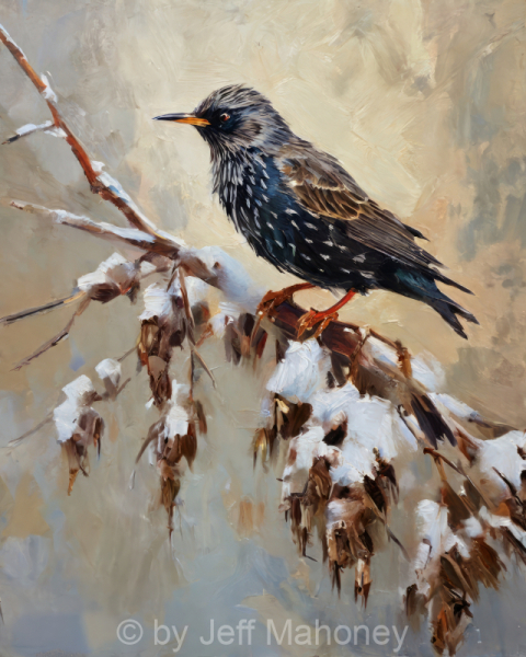 European-Starling-Winter