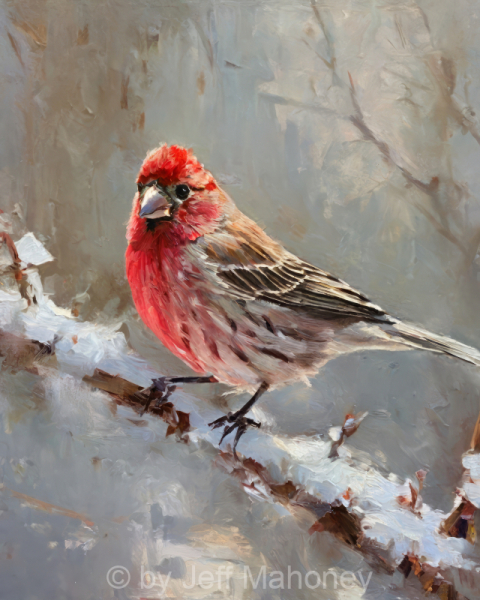 House-Finch-Winter