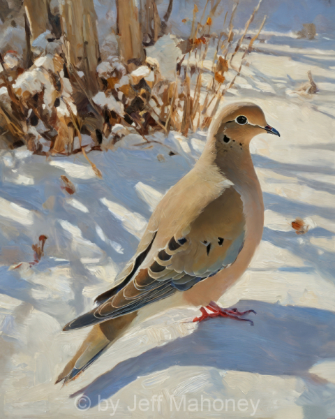 Mourning-Dove-Winter