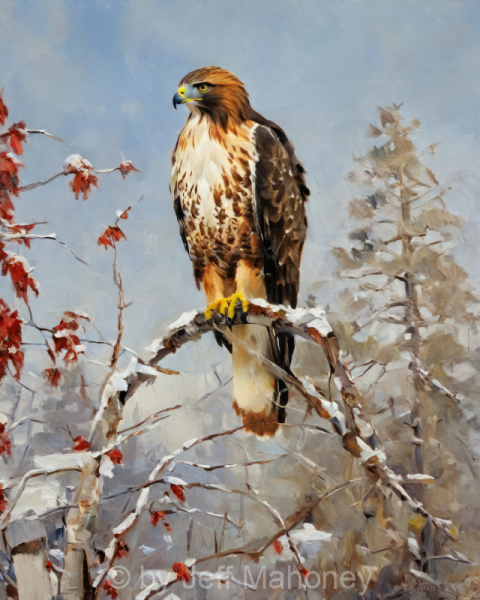 Red-Tail-Hawk-Winter